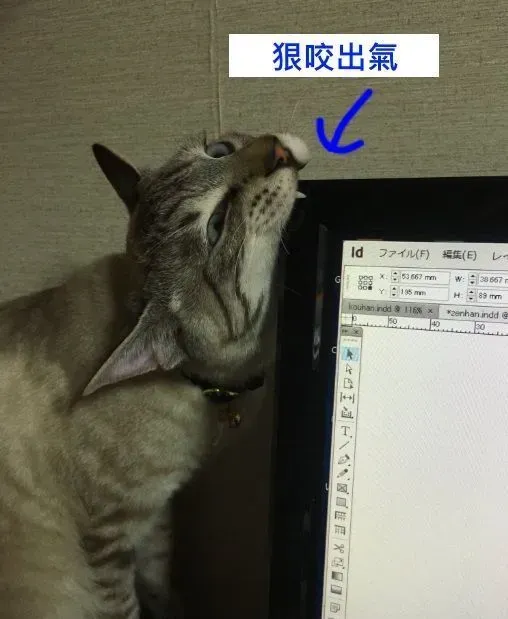 猫奴被主子扰乱工作出大招 成功让猫咪气得牙痒痒 | 猫