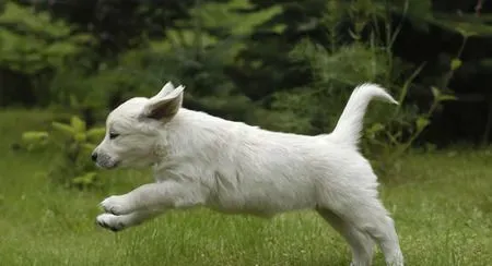 狗瘟能治好吗 狗瘟又叫犬瘟热可以治好 | 狗