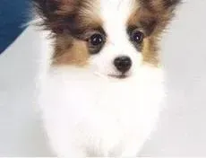 蝴蝶犬|蝴蝶犬突然拉肚子是不是睡地上着凉了
