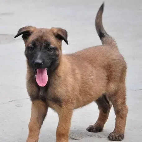 比利时牧羊犬吃饭行吗 比利时牧羊犬吃饭可以 | 比利时牧羊犬