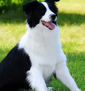 边境牧羊犬智商相当于人类的几岁 边境牧羊犬的智商 | 边境牧羊犬