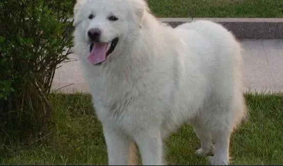 大白熊犬|哪些原因造成了大白熊犬身体发胖