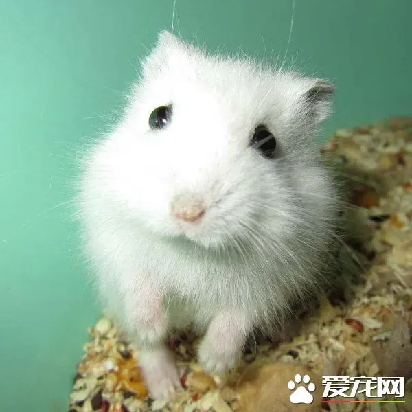 银狐仓鼠饲养 夏季的时候室内空气要保持流通 | 银狐仓鼠