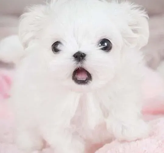 马尔济斯|马尔济斯犬成长中最需要的三大营养元素