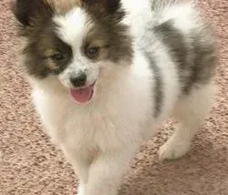 蝴蝶犬|蝴蝶犬突然拉黄水了，麻烦朋友帮助一下