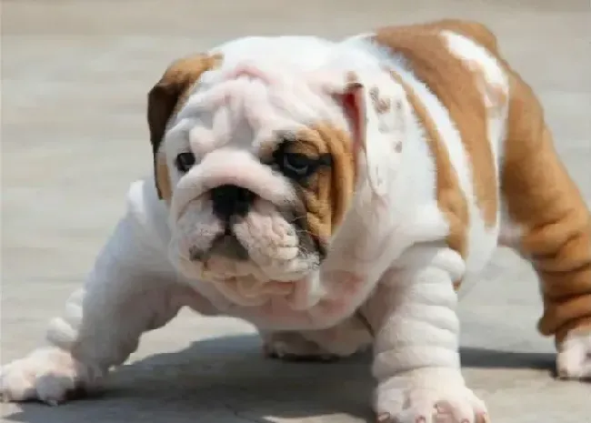 英国斗牛犬|斗牛犬患上细小死后多久可以再养狗