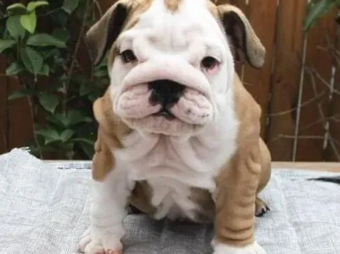 英国斗牛犬|盘点斗牛犬咬人的主要原因