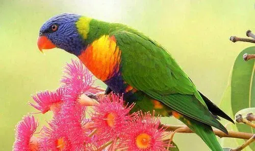 彩虹吸蜜鹦鹉会说话吗 彩虹吸蜜鹦鹉会说话的 | 彩虹吸蜜鹦鹉