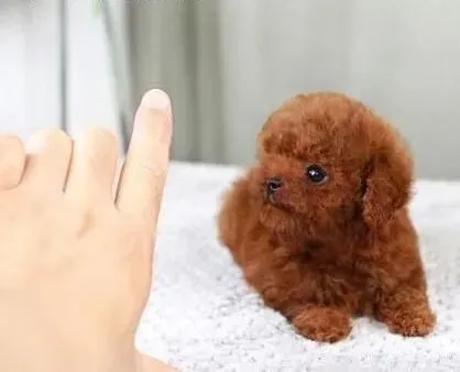 贵宾犬|如何让贵宾犬变得凶猛