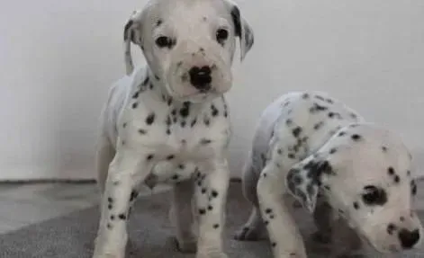 斑点狗|超值白金版之秋季如何科学护理秋田犬的两方面