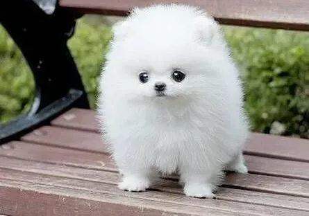 博美犬|博美犬穿上肠胃炎，抽筋口吐白沫怎么办