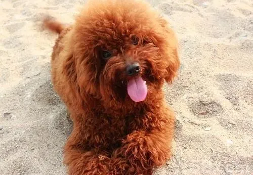 泰迪犬|我家泰迪犬长了一个脓包里面有黄脓是什么原因造成的