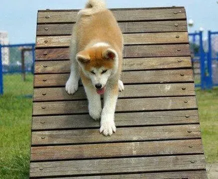 秋田犬|秋田犬最近总喜欢咬我应如何教育它