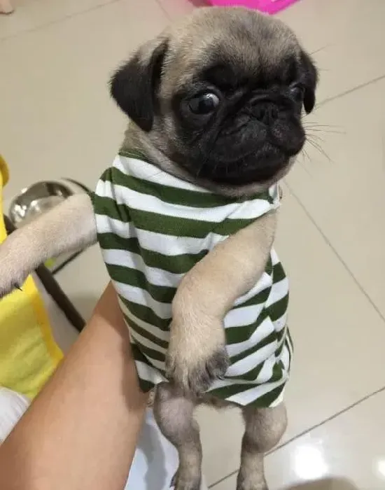 巴哥犬|巴哥犬老在自己窝里大小便怎么训练