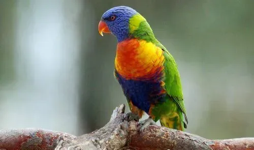 彩虹吸蜜鹦鹉会说话吗 彩虹吸蜜鹦鹉会说话的 | 彩虹吸蜜鹦鹉