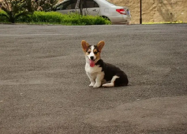 柯基犬|最近柯基犬不吃不喝，吐血怎么办