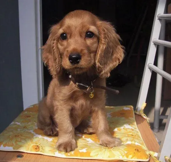 可卡犬|两个月的可卡犬最近拉稀是怎么回事
