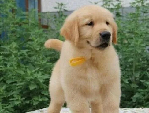 金毛|金毛犬口吐白沫，只吃草是什么原因