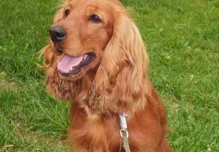 可卡犬|三个方法保证可卡犬不受到跳蚤等寄生虫的侵袭
