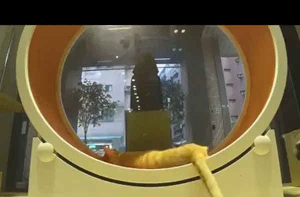 老板心血来潮的举动 证实了猫科动物跑得快却不持久 | 猫