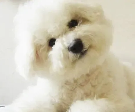 比熊犬|采购比熊犬的零食时要注意哪些要点