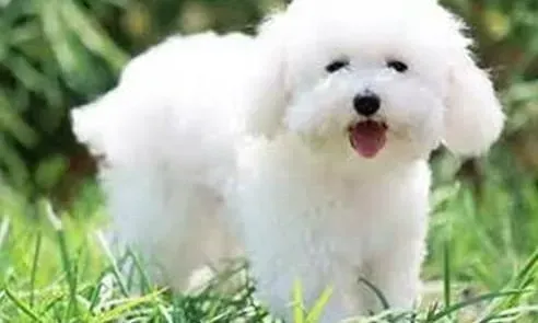 比熊犬|活泼的比熊犬爱旅游 乘车须知要知道