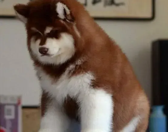 阿拉斯加犬|上班族如何纠正阿拉斯加雪橇犬独处的一些坏习惯