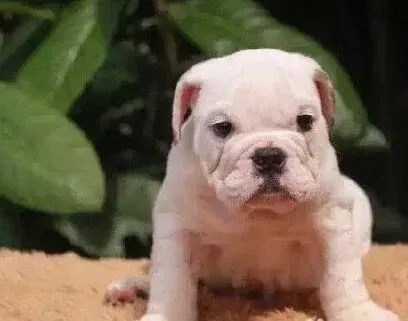 英国斗牛犬|一个月大的斗牛犬一天吃几顿好