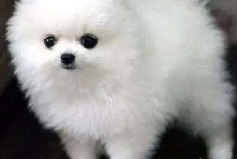 博美犬|博美犬打完疫苗之后就开始呕吐正常吗