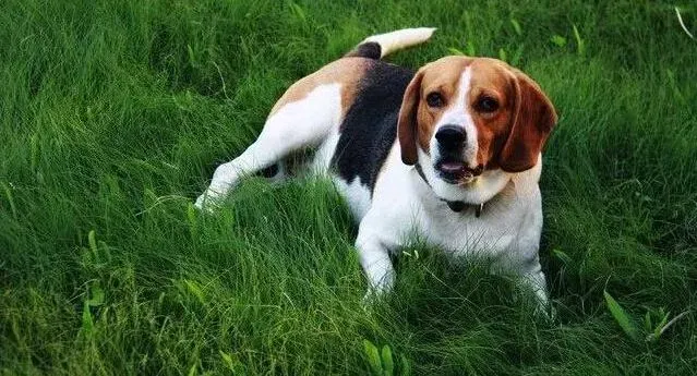 比格犬|巅峰训练 怎样让比格犬学会在散步期间上厕所