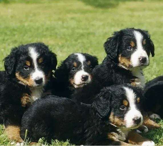 伯恩山犬|伯恩山犬可以吃过咸的食物吗 没事吧