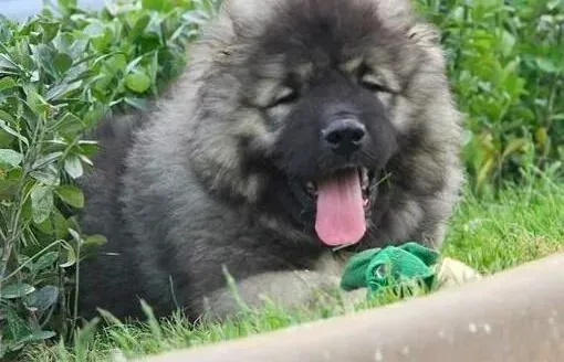 高加索犬|如何均衡怀孕期高加索犬母犬的营养和饮食