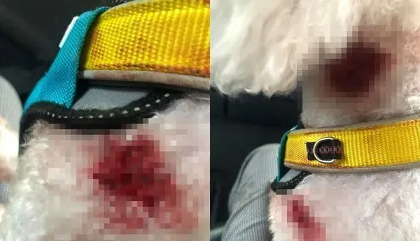 未牵绳柴犬咬伤比熊 柴饲主无歉意呛说畜牲都这样