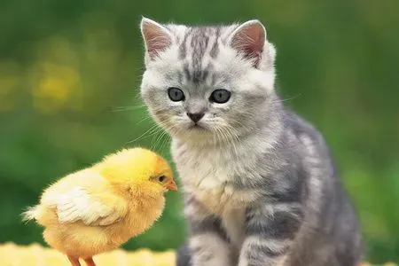 猫粮喂多少 在幼年和成年对猫粮需求不一 | 猫