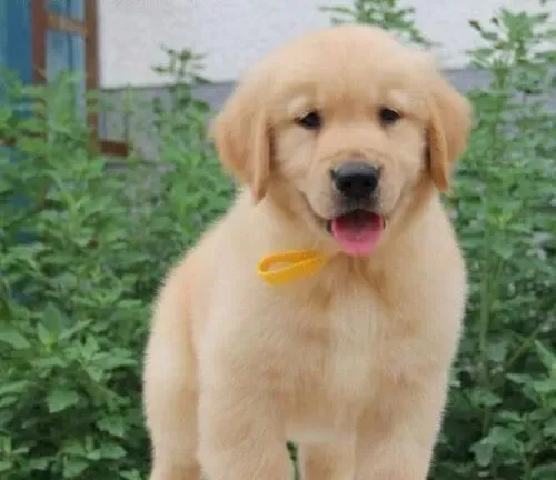 金毛|怎样判断金毛犬是否被感染了寄生虫