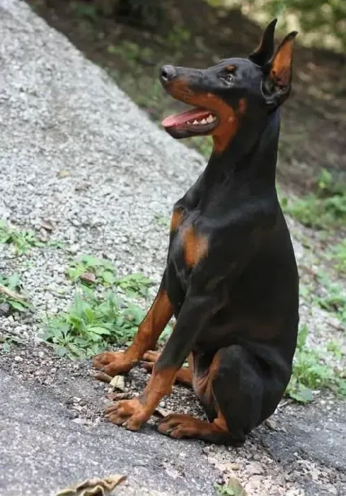 杜宾犬|杜宾犬吃完肉拉稀是消化不好吗