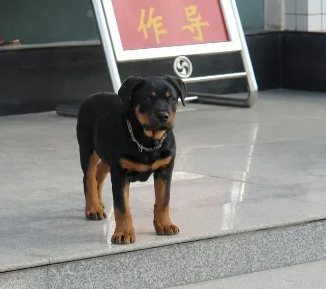 罗威纳犬|罗威纳犬偶尔会口吐白沫怎么回事