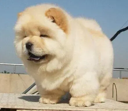 松狮犬|松狮犬一到夏天就会掉毛是正常情况吗