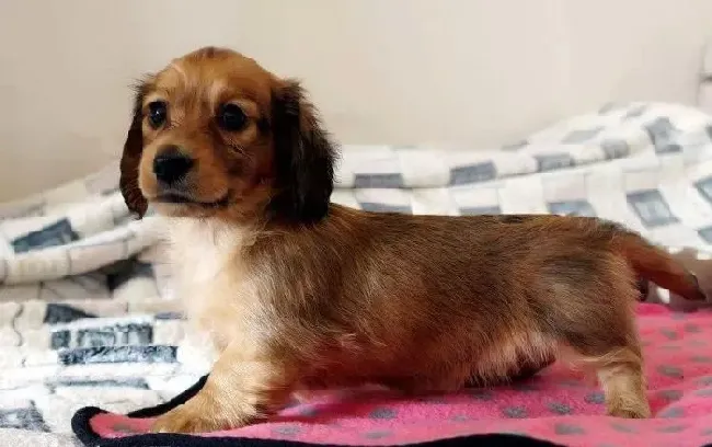 腊肠犬|给腊肠犬剪指甲的简单方法