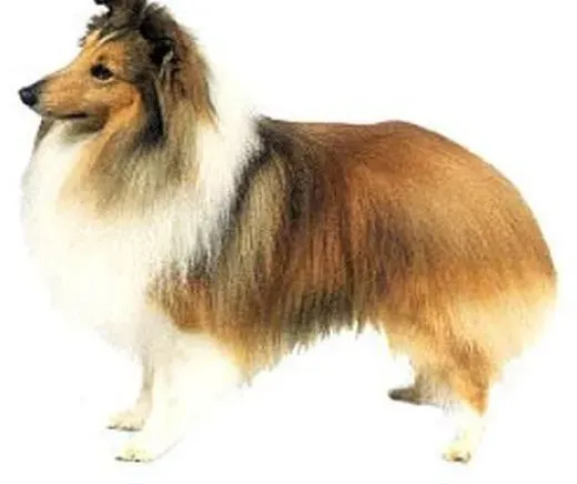 喜乐蒂|给喜乐蒂犬喂食的时候要注意哪些基本问题