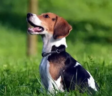 比格犬|比格犬身上有虫子，掉毛很严重怎么办