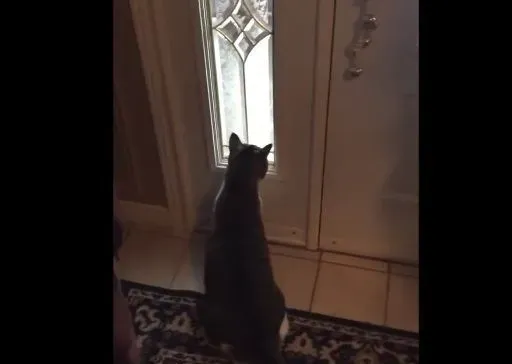 猫咪想要出去玩 踏上雪地吓得不到三秒回家 | 猫