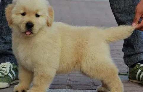 金毛|金毛犬全身都是皮屑和脓包应如何处理