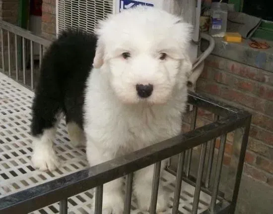 古代牧羊犬|如何让古代牧羊犬洗出健康与干净