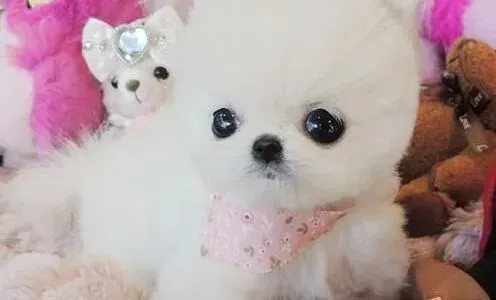 博美犬|博美犬最容易患上的疾病大全