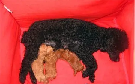 贵宾犬是泰迪犬吗 泰迪犬就是贵宾犬的一种 | 贵宾犬