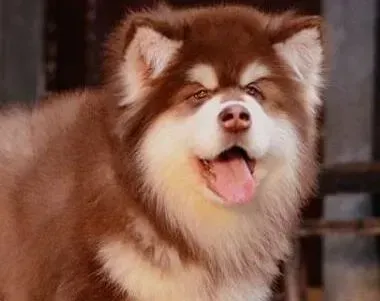 阿拉斯加犬|阿拉斯加犬流鼻涕打喷嚏是感冒了吗