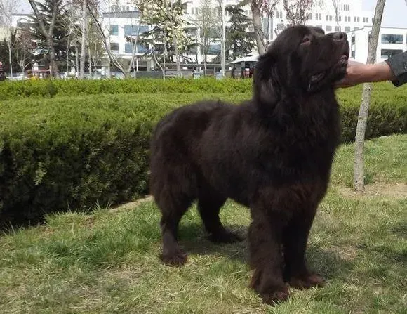 纽芬兰犬|纽芬兰犬有点拉肚子该怎么治疗