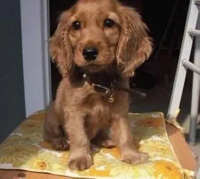 可卡犬|适当的奖励能让可卡犬更好的接受训练