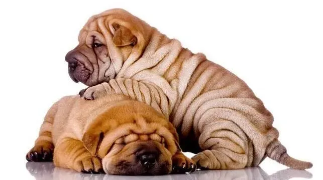 沙皮狗|怎样最正确的照顾好才出生的沙皮狗幼犬